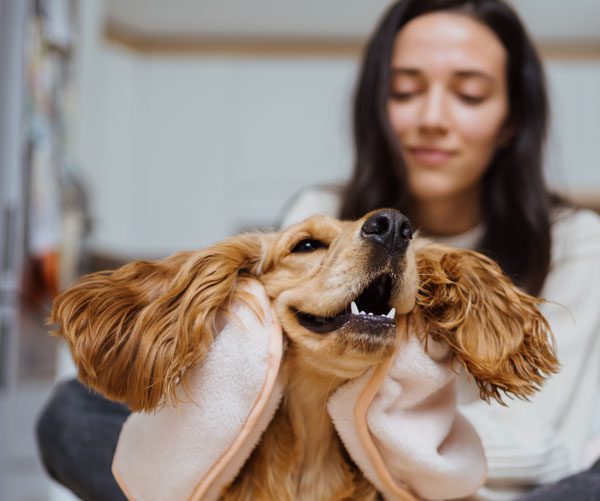 Women drying off a golden retriever with towels